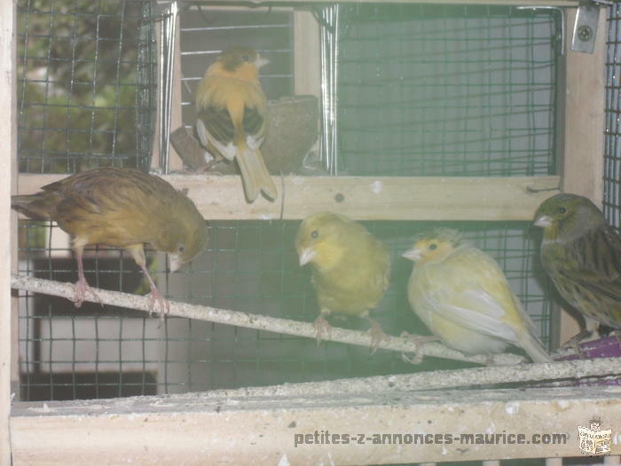 3 pairs canary + cage for sale