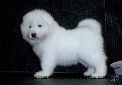 Beautifull Samoyed Dogs Available For Rehoming