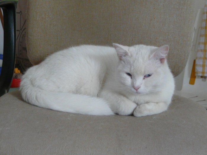 Cause moving gives white cat cons good care in Port Louis