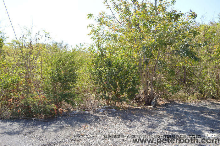 For sale land in Pereybere.