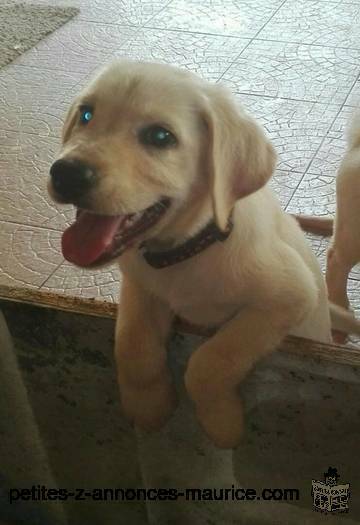 LABRADOR Puppies for sale. PURE BRED. Rs 14,000 (597-257-96; whatsapp/txt/call)