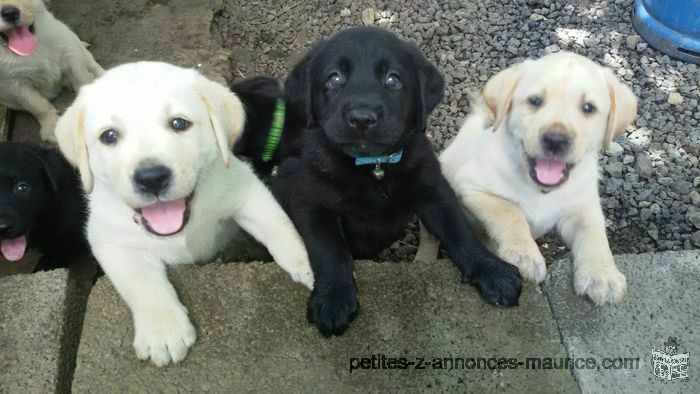 Labradore Puppies for sale