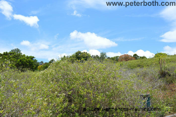 land for sale at floreal