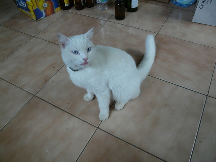 Cause demenagement donne chat blanc contre bon soin a Port Louis