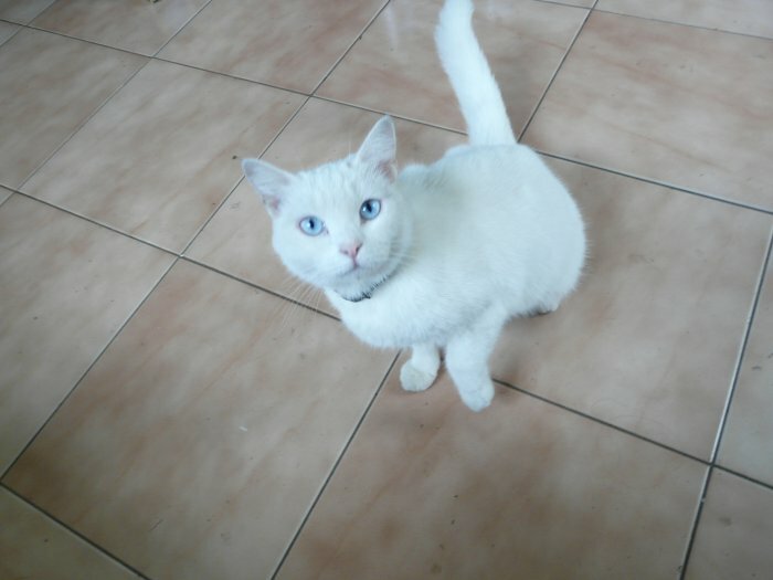 Cause demenagement donne chat blanc contre bon soin a Port Louis