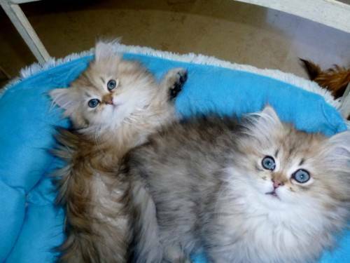 Don de deux magnifiques chatons persan