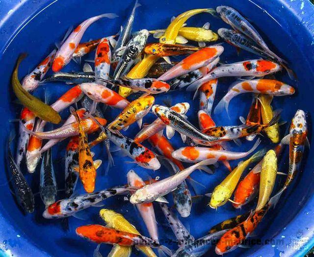 Koi For sale at Rs90 Each or 12 for Rs1000!