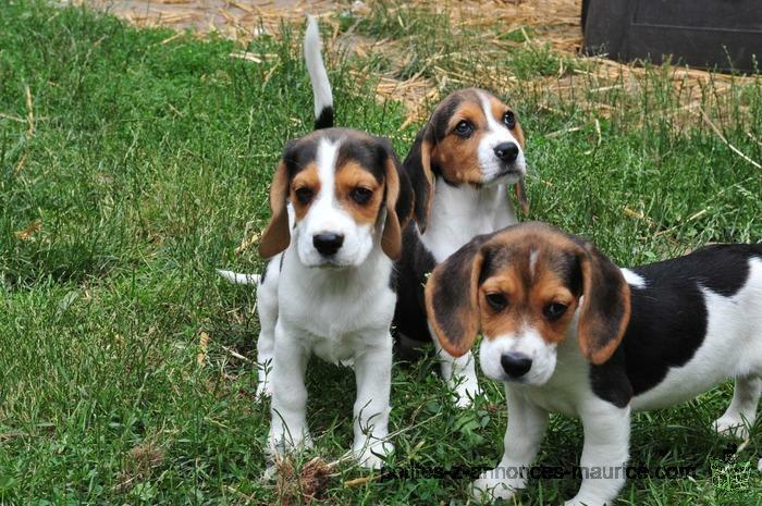 chiots beagle mignon disponibles
