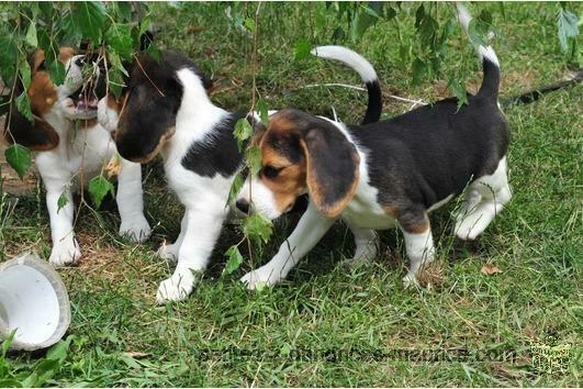 chiots beagle mignon disponibles