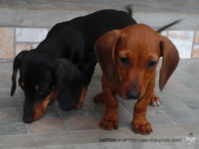 tekel pups , 3 mnth, brown -female, black-male